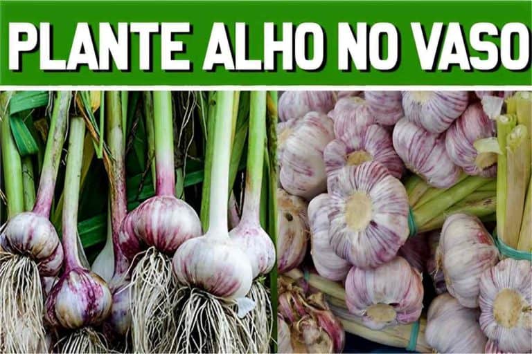 plantar alho em vaso