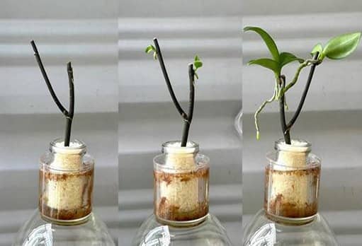 a orquídea brota no galho e floresce