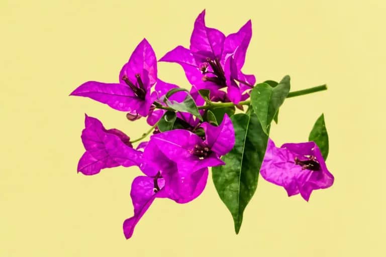 Flor de Bugambília