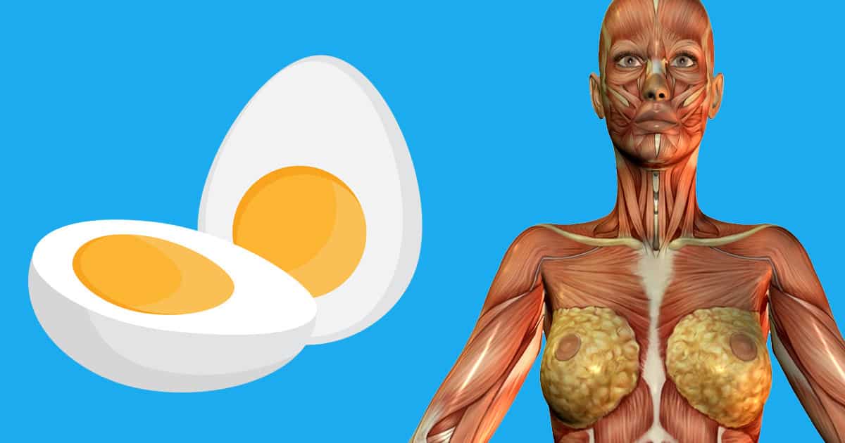 6 coisas que acontecem com o seu corpo se você comer dois ovos por dia