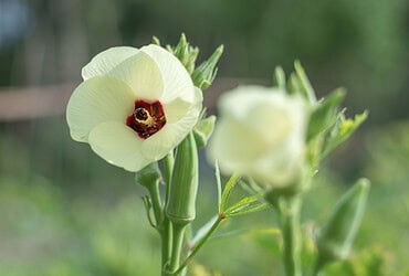 flor do quiabo