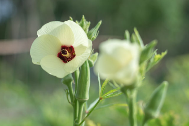 flor do quiabo