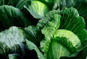 superalimentos naturais