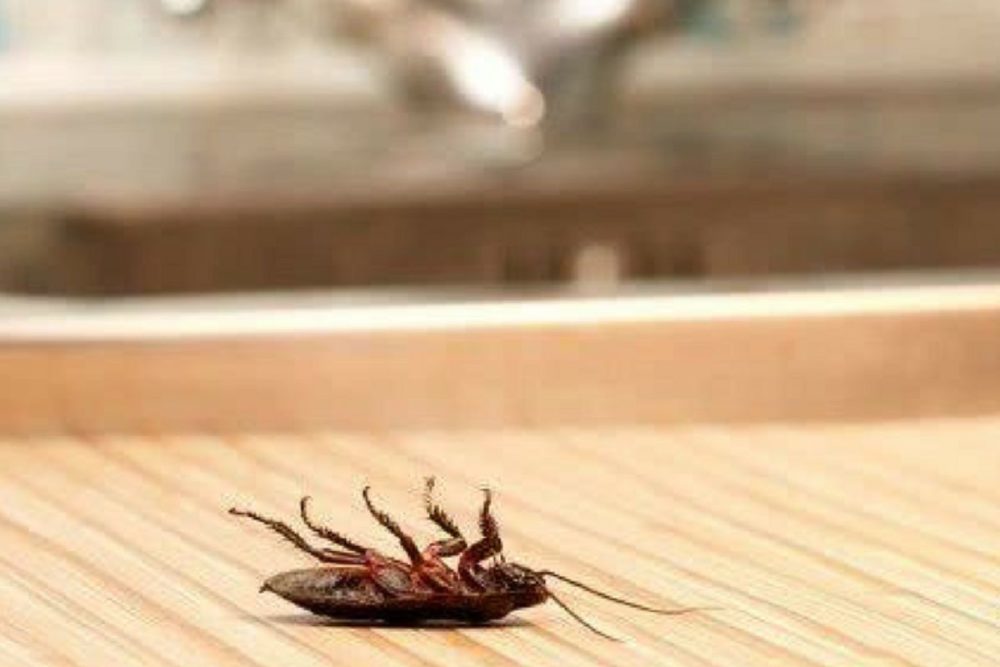 dicas para manter a sua casa livre de insetos