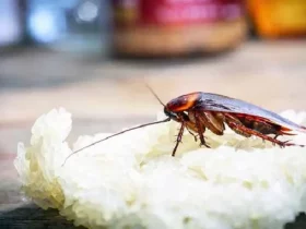 ingrediente para matar baratas e com certeza você tem na cozinha