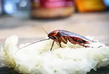 ingrediente para matar baratas e com certeza você tem na cozinha