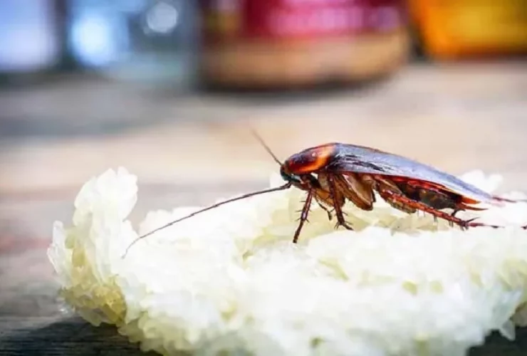 ingrediente para matar baratas e com certeza você tem na cozinha