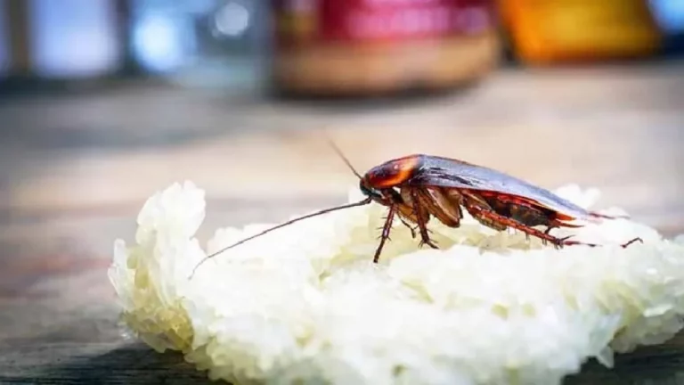 ingrediente para matar baratas e com certeza você tem na cozinha