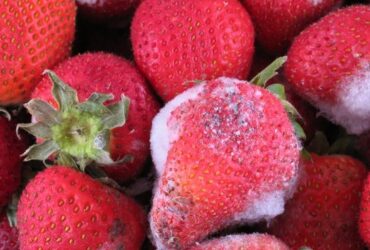 mofada da fruta e consumir o restante
