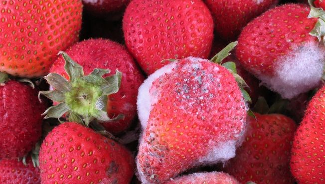Consumir frutas com parte mofada: o que você precisa saber