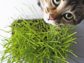 a pet cat eating fresh grass, on a white background. cat sniffin