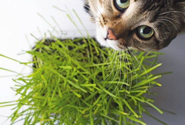 a pet cat eating fresh grass, on a white background. cat sniffin