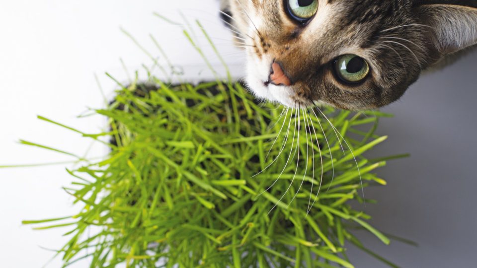 a pet cat eating fresh grass, on a white background. cat sniffin