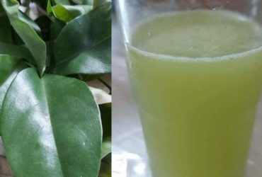 receita de chá de ora pro nobis