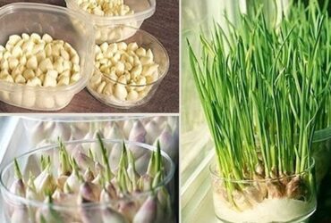 como cultivar alho em casa