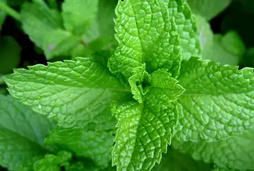 como cultivar hortelã