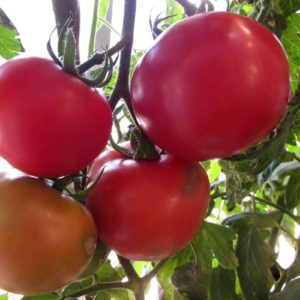 Dicas para cultivar tomates frescos em vasos dentro de casa ou apartamento