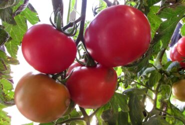 Dicas para cultivar tomates frescos em vasos dentro de casa ou apartamento