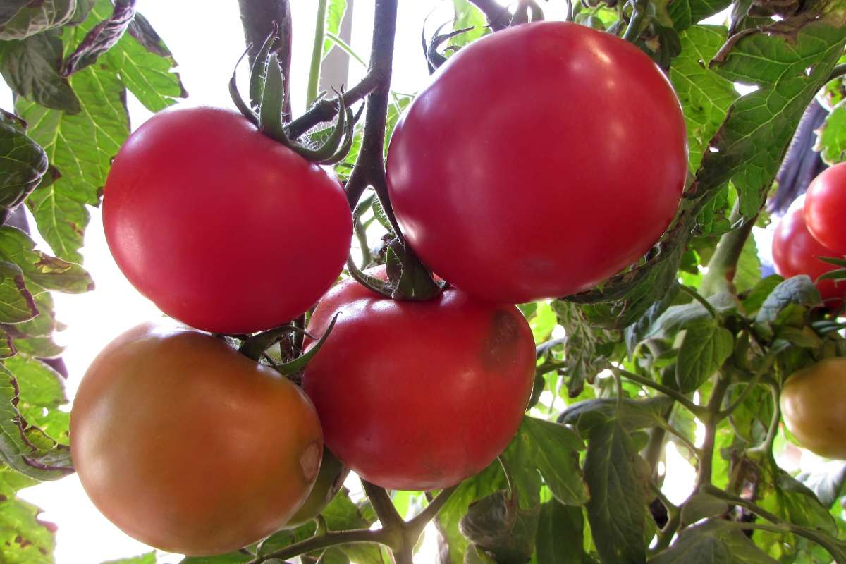 Dicas para cultivar tomates frescos em vasos dentro de casa ou apartamento