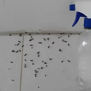Misturinha para acabar com as formigas