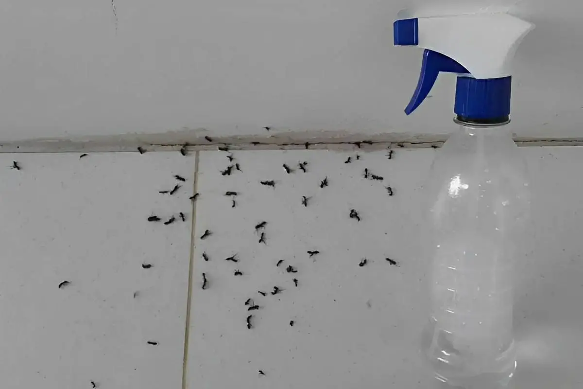 misturinha para acabar com as formigas