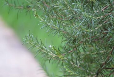 como plantar alecrim um guia passo a passo