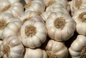 Ajuda Poderoso para Imunidade, Pressão e Colesterol