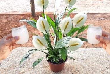 faça sua planta florir