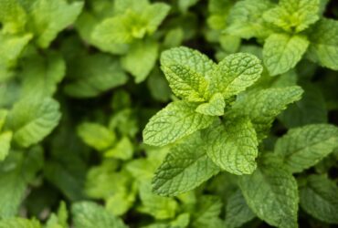 menta