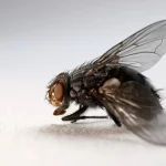 mosca grande