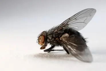 mosca grande