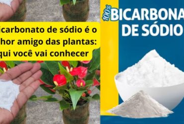 bicarbonato de sódio na horta e no jardim