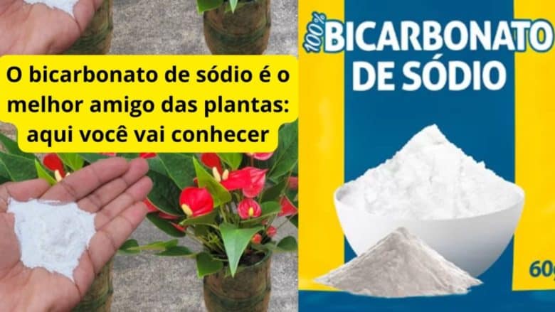 bicarbonato de sódio na horta e no jardim