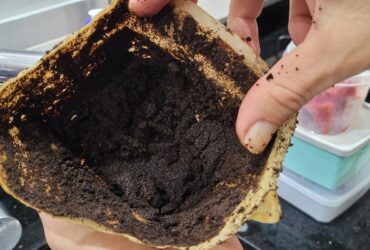 borra de café