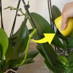 como aplicar a rega com suco de limão corretamente