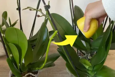como aplicar a rega com suco de limão corretamente