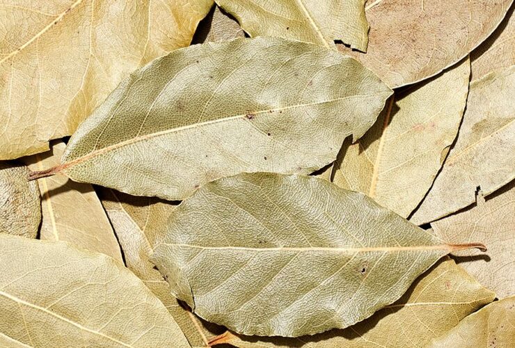folhas de louro