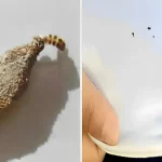 como acabar com as traças