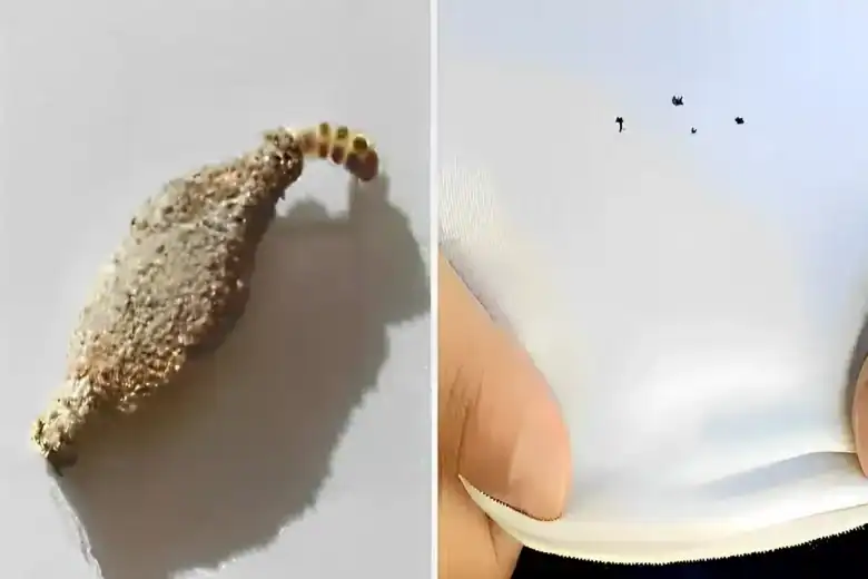 como acabar com as traças