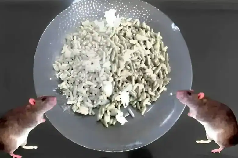 como acabar com ratos