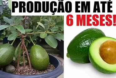 como plantar abacate em vaso na sua casa