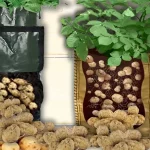 como plantar batata