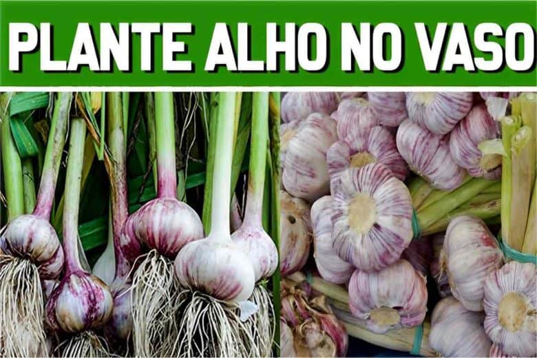 plantar alho em vaso