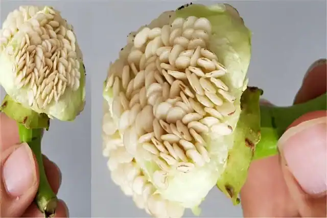 Como Cultivar Tomates, Pimentões e Pepinos em Casa 5 Cultivar Pimentões: Guia para Autossuficiência