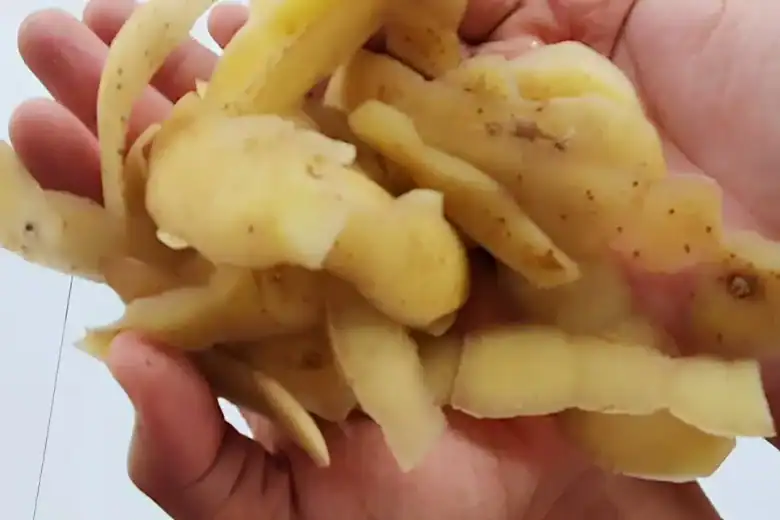 como fazer adubo caseiro para roseiras