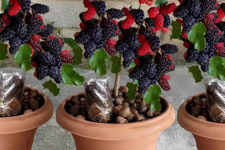 como plantar amora em vaso