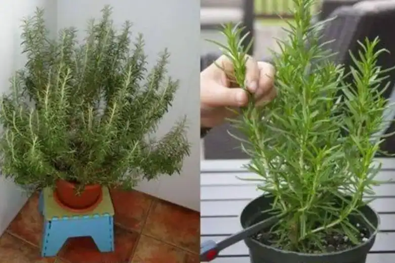 truque para plantar alecrim e perfumar toda a casa