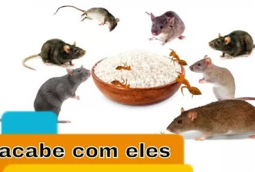 acabar com os ratos e formigas sem veneno