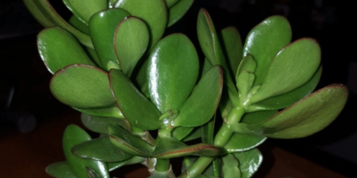 planta jade como ganhar dinheiro com plantas em casa