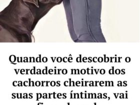 por que os cães cheiram as nossas partes íntimas